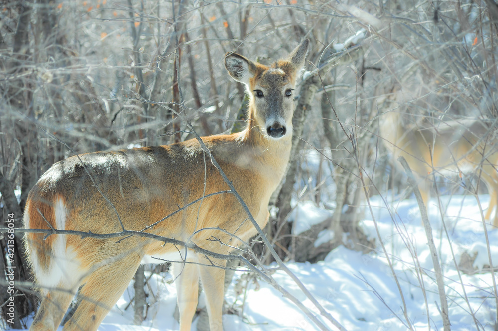 white tail doe looking dreamy in frosty morning at city park white tail doe looking dreamy in frosty morning at city park