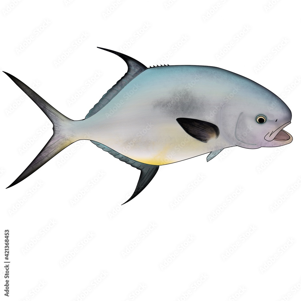 Fototapeta premium Full Color Permit Fish 