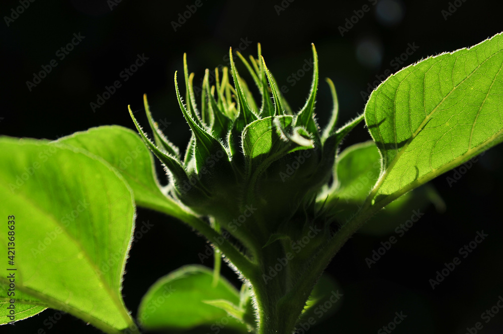 Sunflower ready to bloom against black background on summer day Sunflower ready to bloom against black background on summer day