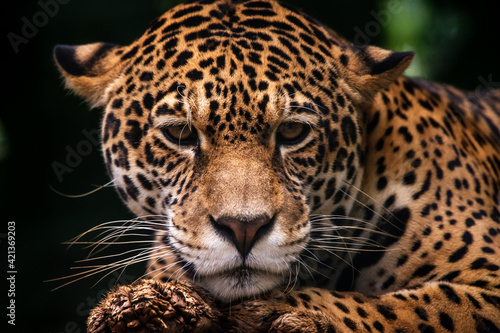 Jaguar photographed in captivity in Goias. Midwest of Brazil. Cerrado Biome. Picture made in 2015.