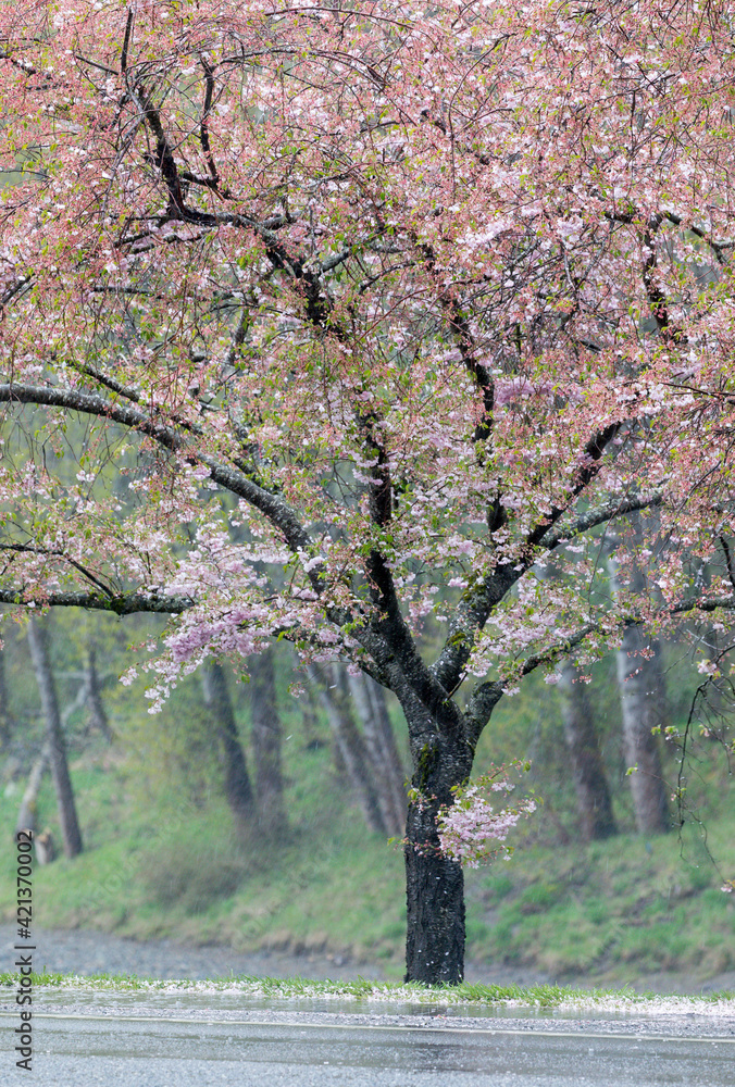 Cherry trees blooming during spring. Snoqualmie River, Fall City, Washington State. Cherry trees blooming during spring. Snoqualmie River, Fall City, Washington State.