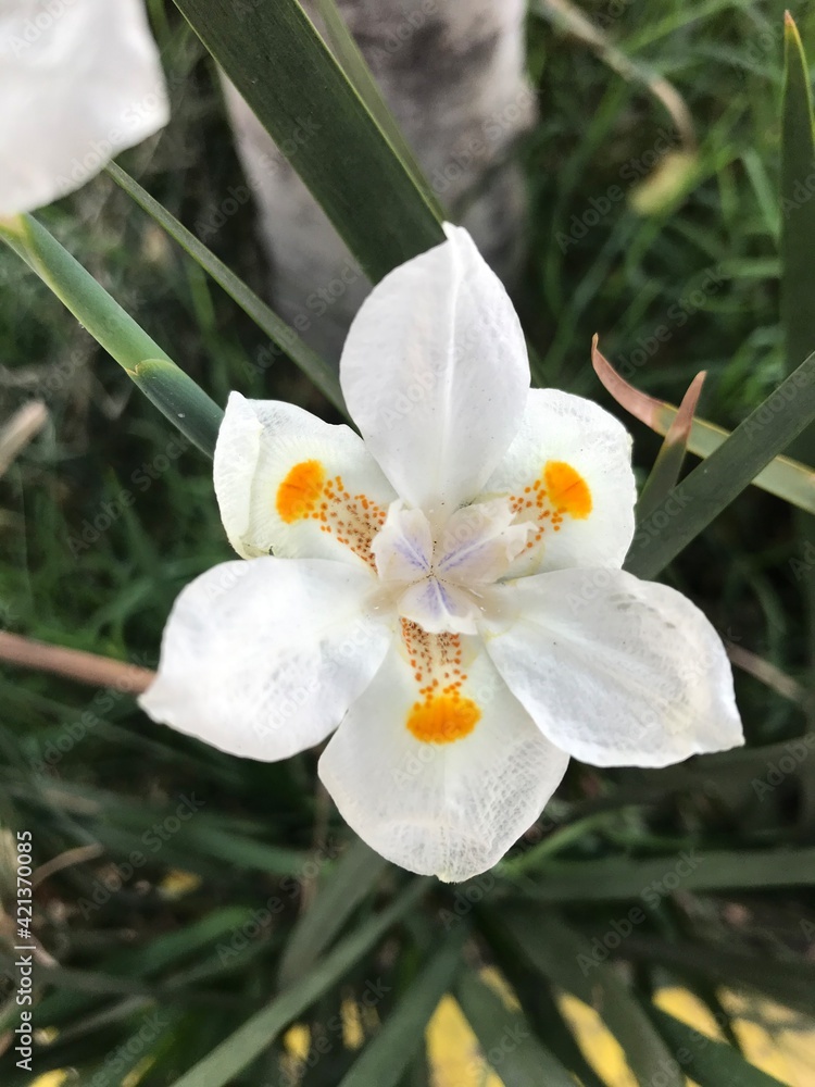 Obraz premium white orchid flower