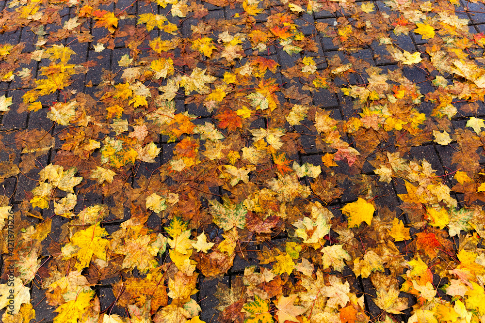 the yellow foliage of maples the yellow foliage of maples