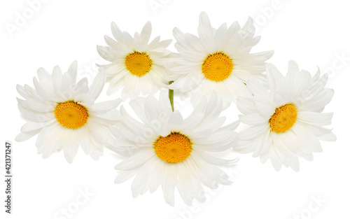 White daisy flowers bouquet with leaf isolated on white background. Flat lay, top view. Floral pattern, object
