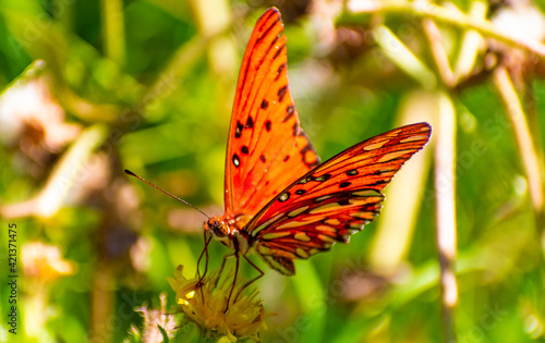 Mariposa posada en una flor