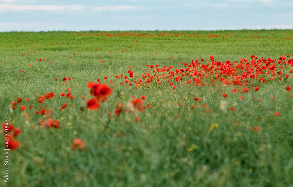 A field full of poppies