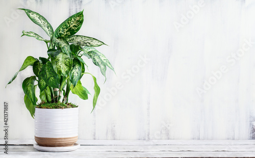 Dumb Cane, Dieffenbachia, a popular houseplant, over a rustic white farmhouse wood table with free space for text. photo