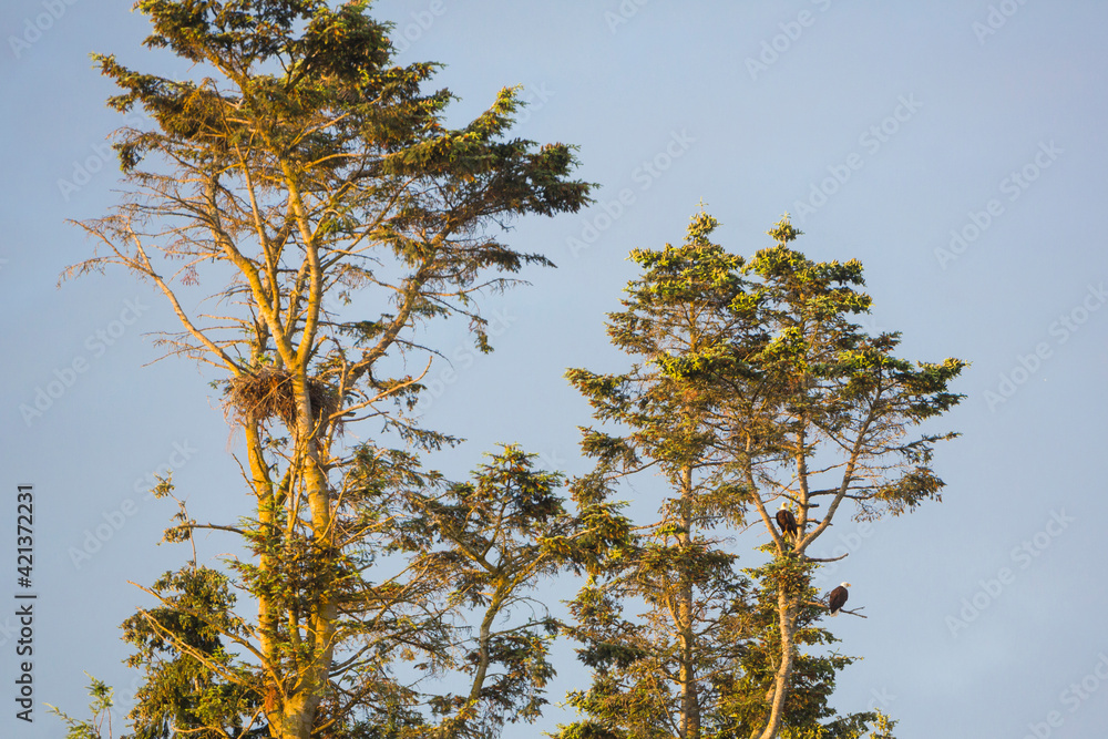 Fototapeta premium USA, Washington State. Bald Eagles (Haliaeetus leucocephalus) roost near their nest. Kenmore.