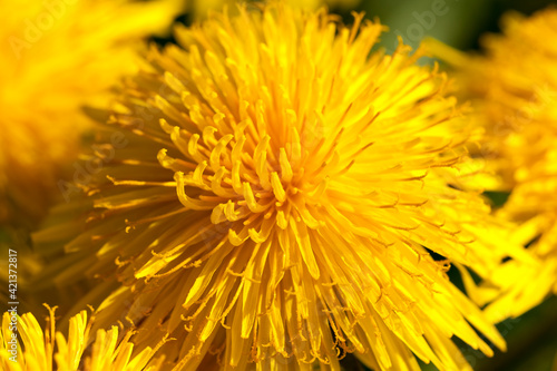 inflorescence of yellow fresh dandelions