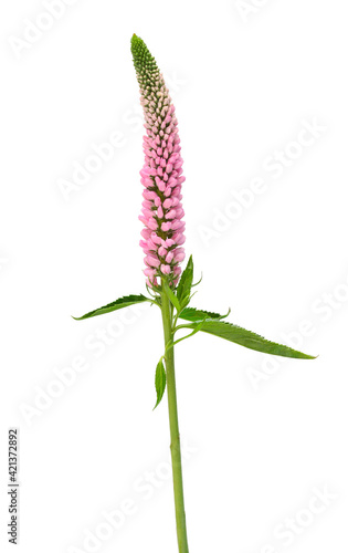 Veronica flower isolated on white background. Beautiful composition for advertising and packaging design in the business. Flat lay, top view photo