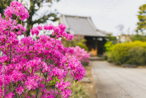 Wallpaper Mural 玄海ツツジ
Rhododendron Torontodigital.ca