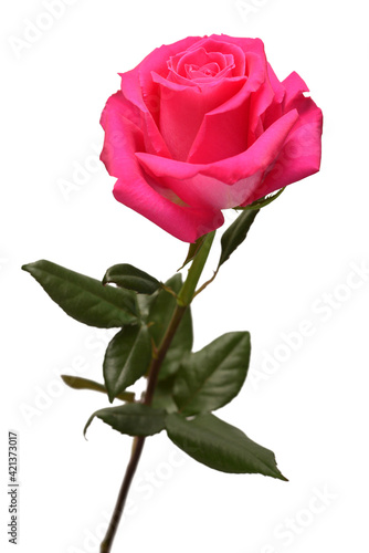Pink rose flower isolated on white background. Beautiful composition for advertising and packaging design in the business