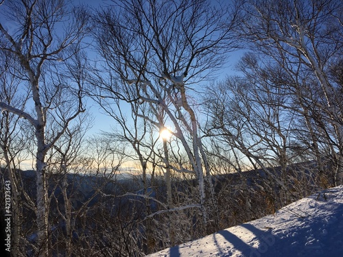 trees in the snow