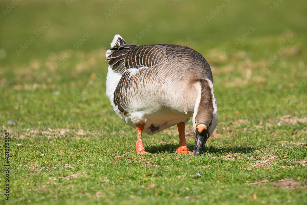 Goose peacefully walking in green meadow and pinching grass in sunny day. African swan goose walking Goose peacefully walking in green meadow and pinching grass in sunny day. African swan goose walking