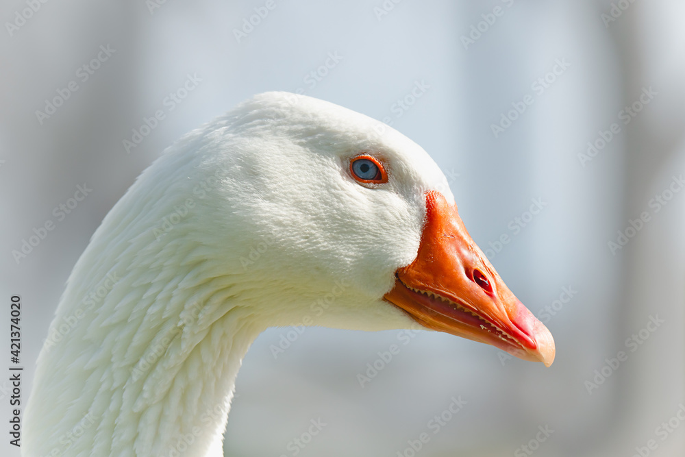 Blue eyed white goose close up portrait, soft blue background, copy space. The snow goose (Anser caerulescens) close up Blue eyed white goose close up portrait, soft blue background, copy space. The snow goose (Anser caerulescens) close up