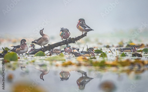 USA, Washington State. Wood Ducks (Aix sponsa) flock roosts on a quiet pond. Seattle.