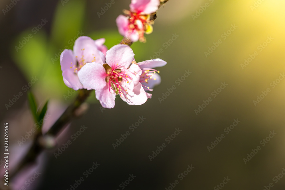Sakura flowers blooming blossom in Chiang Mai, Thailand Sakura flowers blooming blossom in Chiang Mai, Thailand