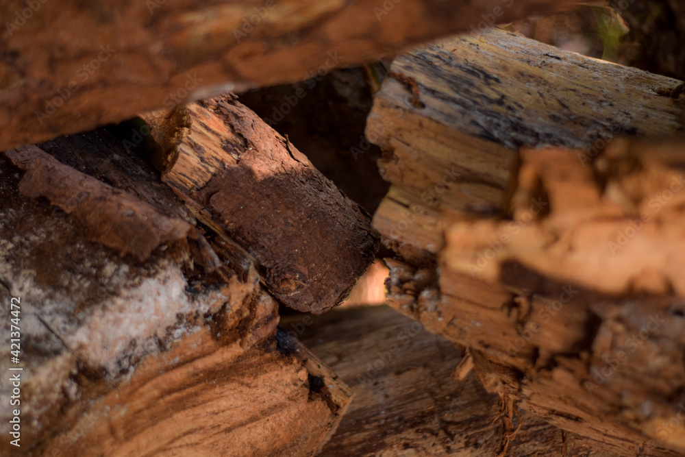 PIECES OF RED WOOD CUT LOGS ON THE GRASS PIECES OF RED WOOD CUT LOGS ON THE GRASS