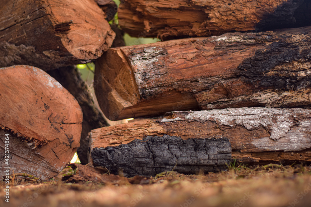 PIECES OF RED WOOD CUT LOGS ON THE GRASS PIECES OF RED WOOD CUT LOGS ON THE GRASS
