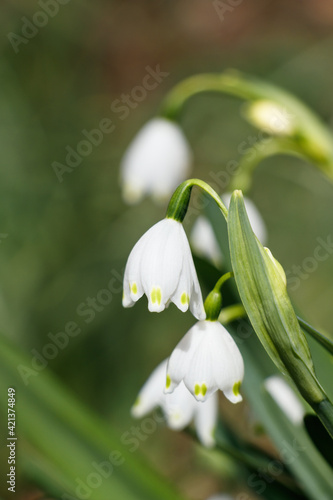緑を背景に咲く白いスノーフレークの花 © maruboland