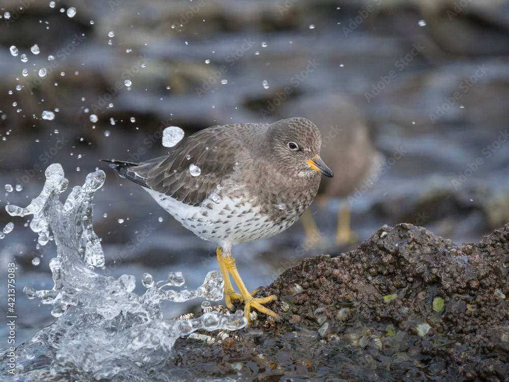 USA, Washington State. A Surfbird (Aphriza virgata) searches for prey amid waves. Chuckanut Bay. USA, Washington State. A Surfbird (Aphriza virgata) searches for prey amid waves. Chuckanut Bay.