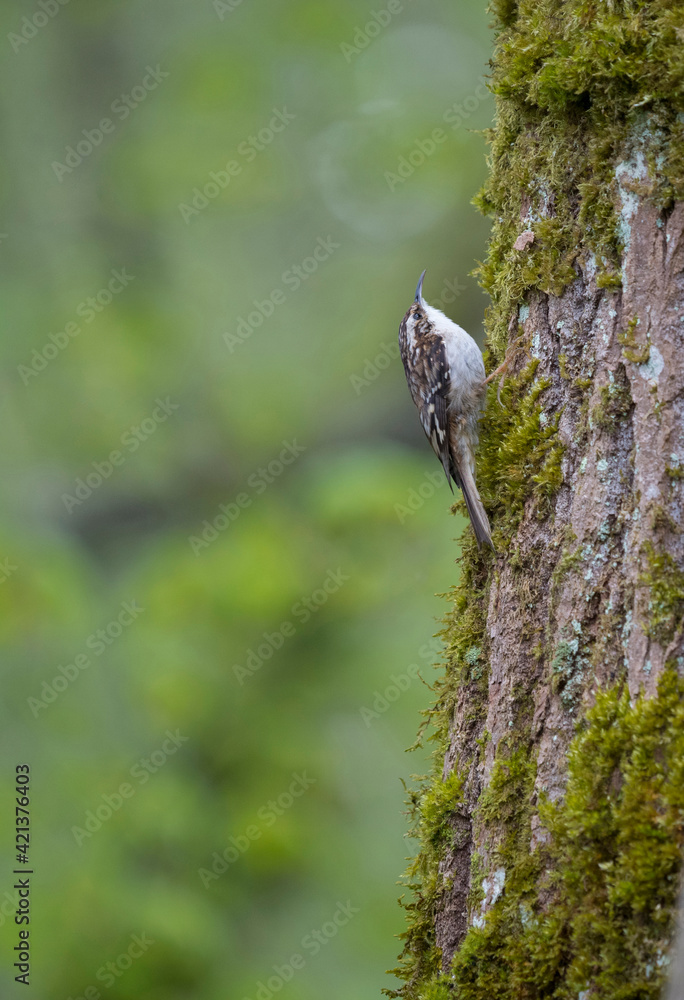 USA, Washington State. A Brown Creeper (Certhia americana) searches for insects on a tree trunk. Kirkland.