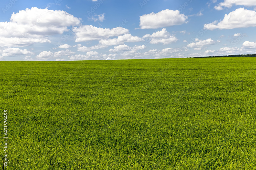 Fototapeta premium agricultural land in terms