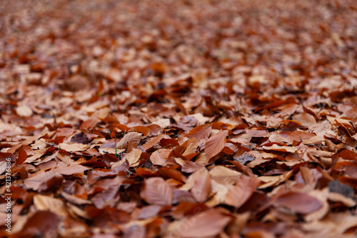 colorful autumn leaves close-up, background