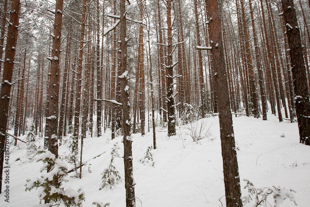 firs and pines in the winter season firs and pines in the winter season