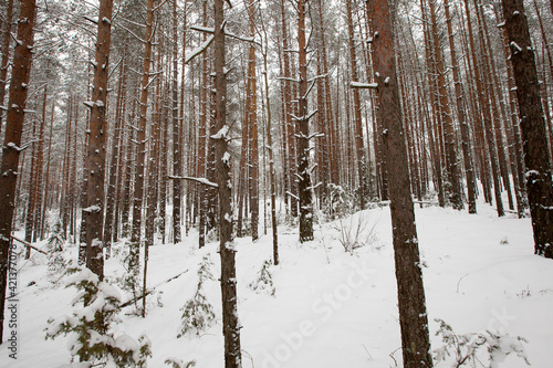 firs and pines in the winter season
