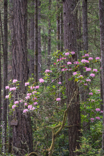USA  Washington State. Native Pacific Rhododendrons  Rhododendron macrophyllum  at Sunset Beach State Park.