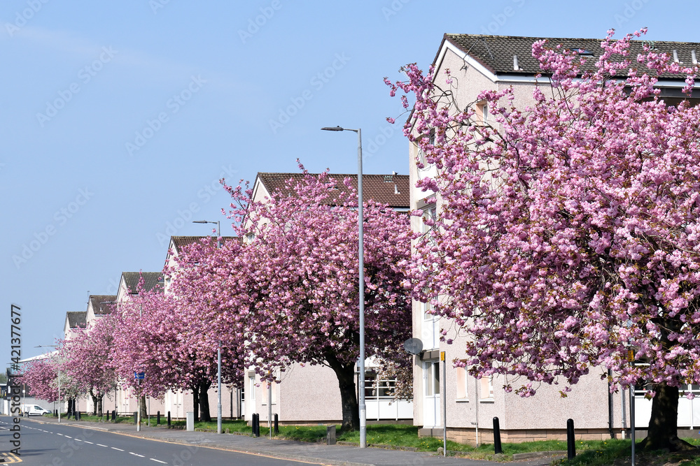 Street in Sun with Row of Buildings and Cherry Trees in Full Bloom 
