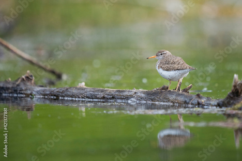 USA, Washington State. A Spotted Sandpiper (Actitis macularius) on a pond rock perch. Redmond.