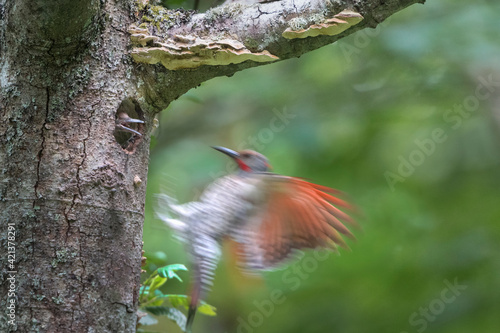 USA, Washington State. A Northern Flicker (Colaptes auratus) male arrives at nest hole with begging chick. Kirkland.
