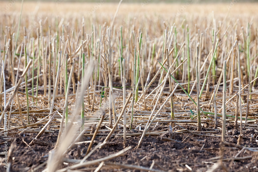 wheat straw is further used in agriculture, wheat straw is further used in agriculture,