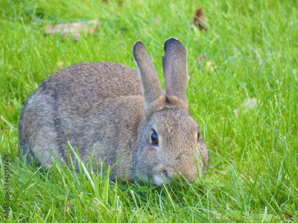 Fototapeta premium Wild rabbit on the green grass