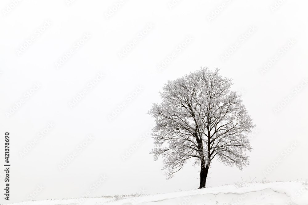 deciduous tree without leaves in winter deciduous tree without leaves in winter