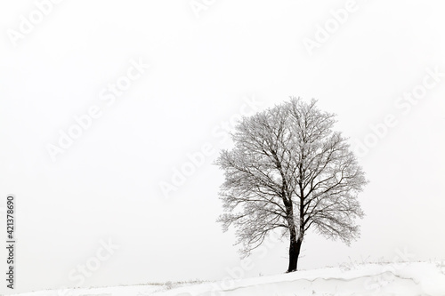 Foto deciduous tree without leaves in winter