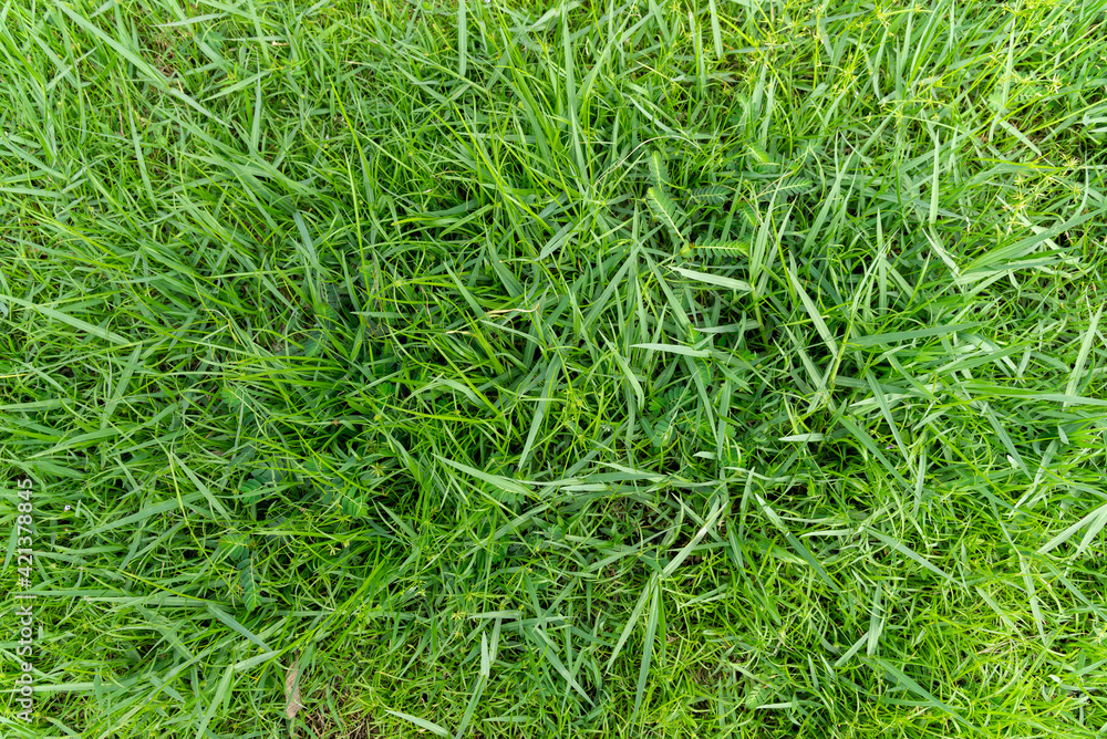 Green grass background texture, Green lawn texture background, top view. Green grass background texture, Green lawn texture background, top view.