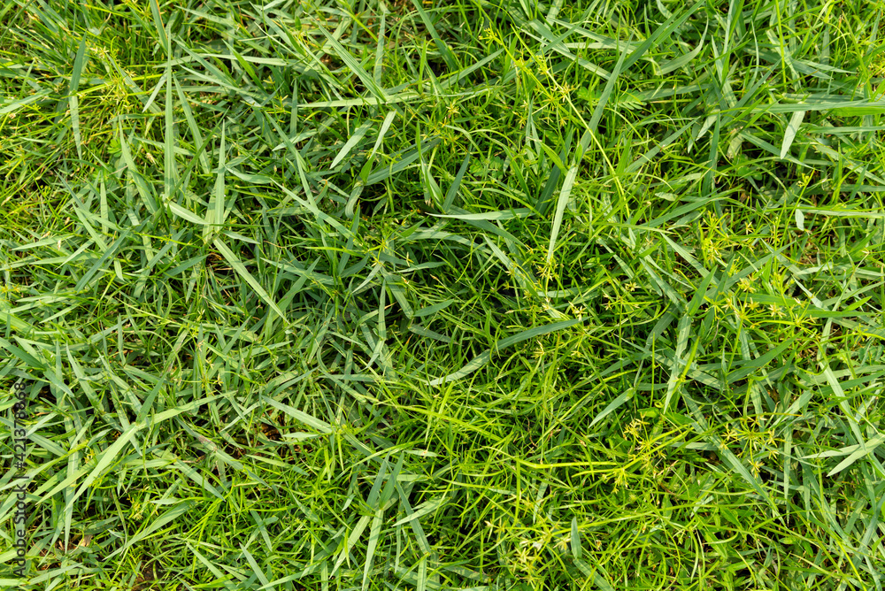Green grass background texture, Green lawn texture background, top view. Green grass background texture, Green lawn texture background, top view.