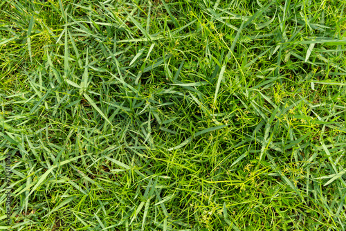 Green grass background texture, Green lawn texture background, top view.
