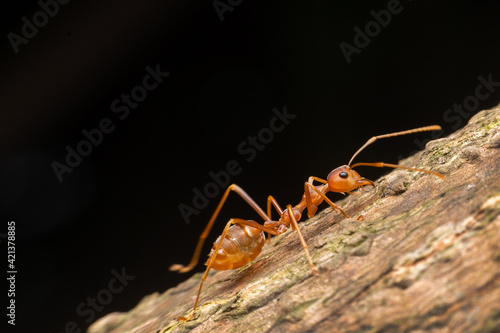Fire ant on branch in nature green background, Life cycle © pornsawan