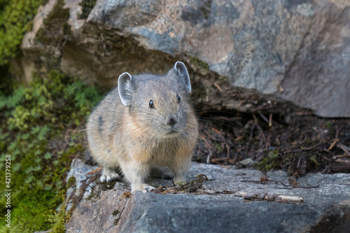 USA. Mt. Rainier National Park. American pika (Ochotona princeps). photo