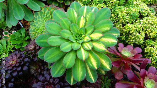 Succulent plants growing together. Aeoniums in the garden.
