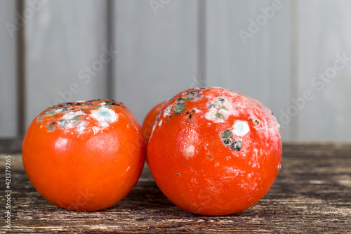 ripe red tomato covered with mold photo