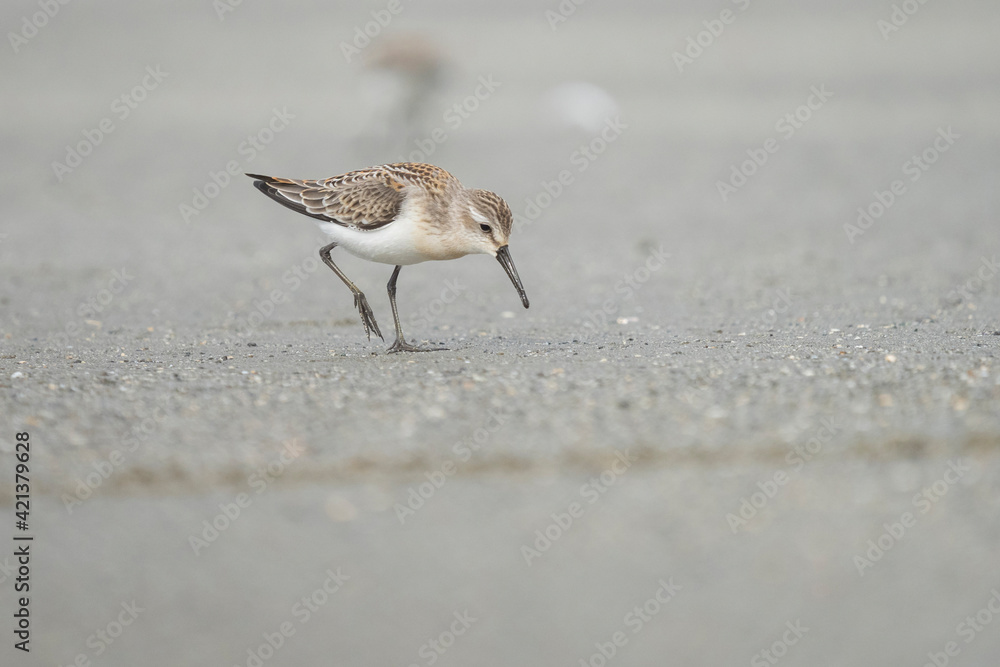 USA, Washington State. A Western Sandpiper (Calidris mauri) forages on a beach during fall migration. Makah Bay. USA, Washington State. A Western Sandpiper (Calidris mauri) forages on a beach during fall migration. Makah Bay.