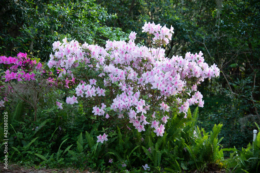 Azaleas blooming in the sunshine Azaleas blooming in the sunshine
