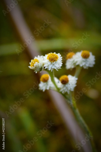 flawer