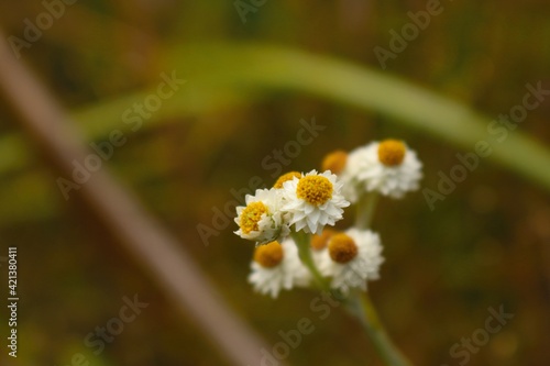 flawer