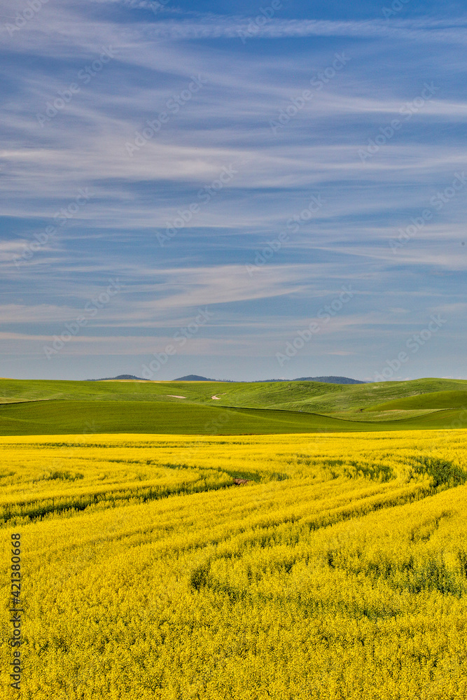 Fototapeta premium USA, Washington State, Palouse. Canola field in the town of Palouse.